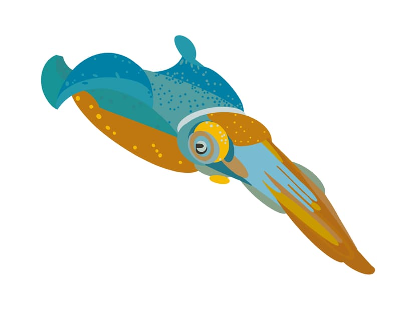 Squid